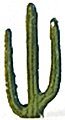 Fir Trees 15