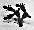 Prickly Pear Cactus 1/2'' (18) Model Railroad Tree #94071