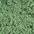 Mid-Summer Green Ground Cover Foliage (Coarse) Model Railroad Scenery #306