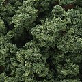 Woodland Underbrush Clump Foliage Medium Green Model Railroad Grass Earth #fc136