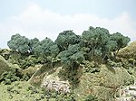 Hardwood Forest Trees 2'' - 4'' (24) Model Railroad Tree #tk28