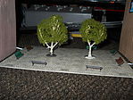 Waters Edge Trees 2'' - 3'' (4)