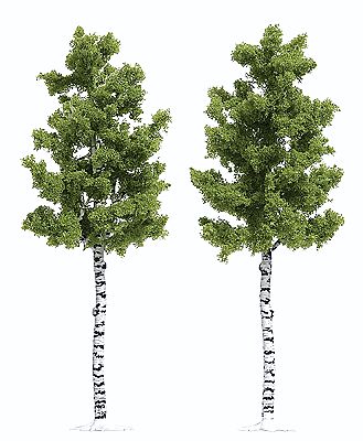 Busch Deciduous Tree - White Birch 6-1/2 16.5cm Tall pkg(2) HO Scale Model Railroad Tree #6796