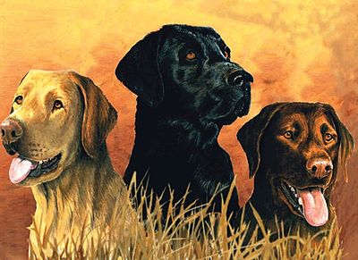 Colart Labrador Dogs in Marsh Acrylic Paint by Number 12x16 Paint By Number Kit #78029