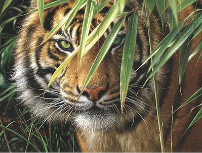 Colart Emerald Forest/ Tigers Face Acrylic Paint by Number 12x16 (Replaces #85010)