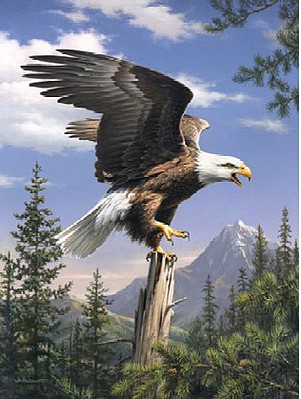 Colart Screaming Bald Eagle Acrylic Paint by Number 9x12 (Replaces #78025)