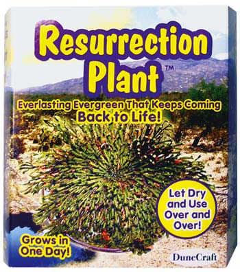 Dunecraft Resurrection Plant Kit