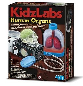 4M-Projects Human Organs Body Science Kit