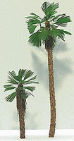 Grand-Central Fan Palm Trees Small  3/ (3)