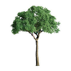 JTT Green Jacaranda 3/4 Pro Pack (6) Z Scale Model Railroad Tree #94283