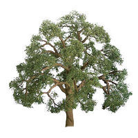 JTT Live Oak Trees HO Scale Model Railroad Tree #94350