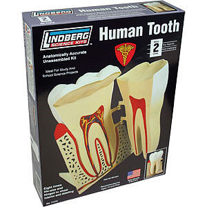 Lindberg Human Tooth