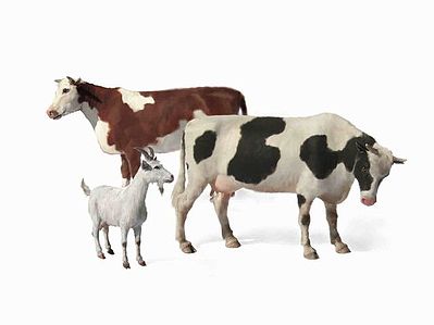 Master-Box Domestic Animals (2 Cows & 1 Goat) Plastic Model Animal Figure 1/35 Scale #3566
