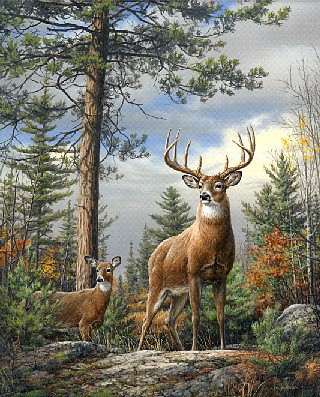 Plaid Standing Proud (Deer/Forest Scene)(20x16) Paint By Number Kit #22083