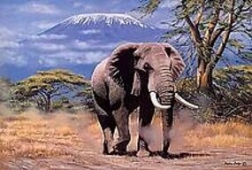 Tomax Elephant In Amboseli Puzzle