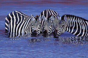 Tomax 1000pc Zebras in The Water