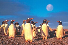 Tomax 1000pc Penquin's World