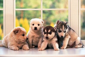 Tomax 1000pc Little Doggies