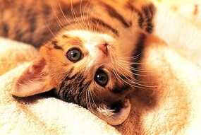 Tomax 1000pc Kitten