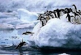 Tomax Penguins Puzzle 1000Pcs