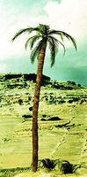 Palm Trees