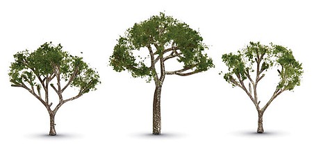 Woodland Gum Tree 2.5 - 3.5 3pk