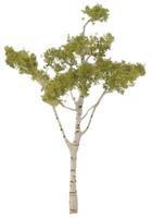 Woodland Ready Made Premium Trees Deciduous Paper Birch 4-1/2'' Model Railroad Tree #tr1616