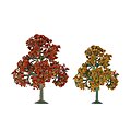 Autumn Deciduous Trees