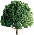 Oak Trees