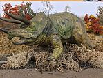 Triceratops Eurycephalus Dinosaur